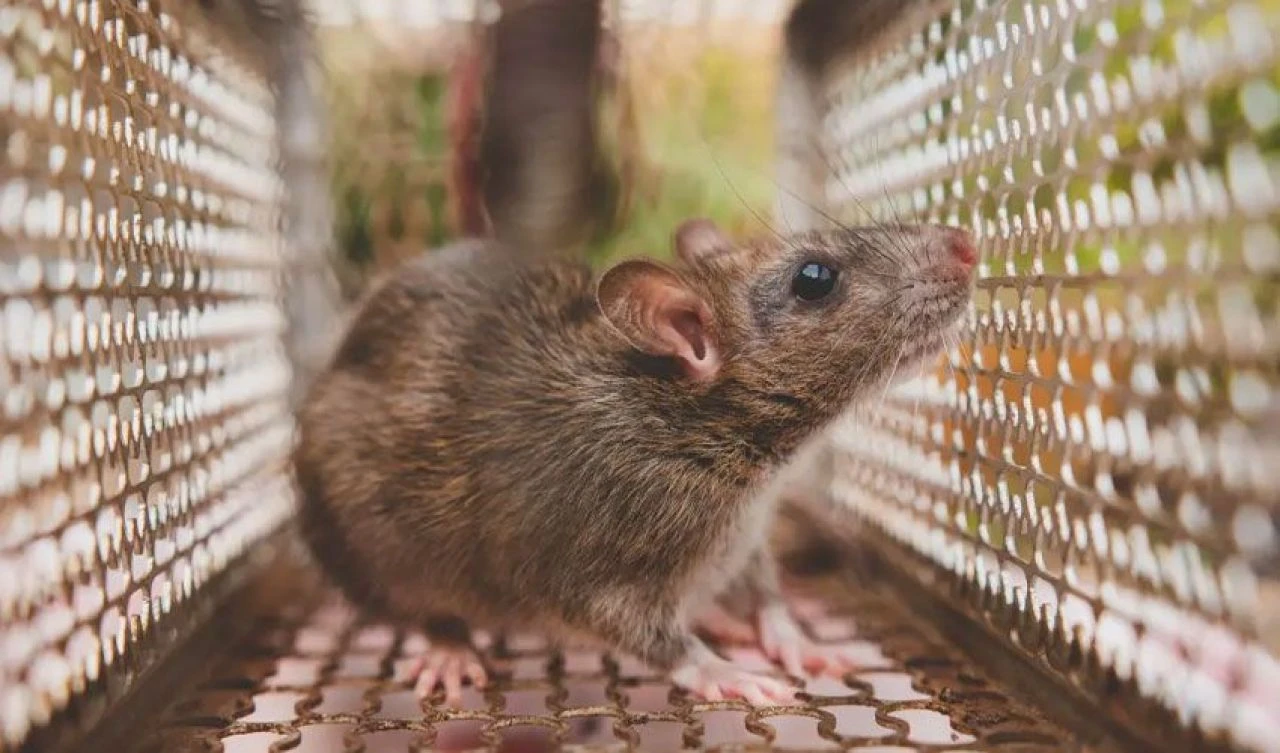 Tuvalet faresi tarafından ısırıldı, başına gelmeyen kalmadı