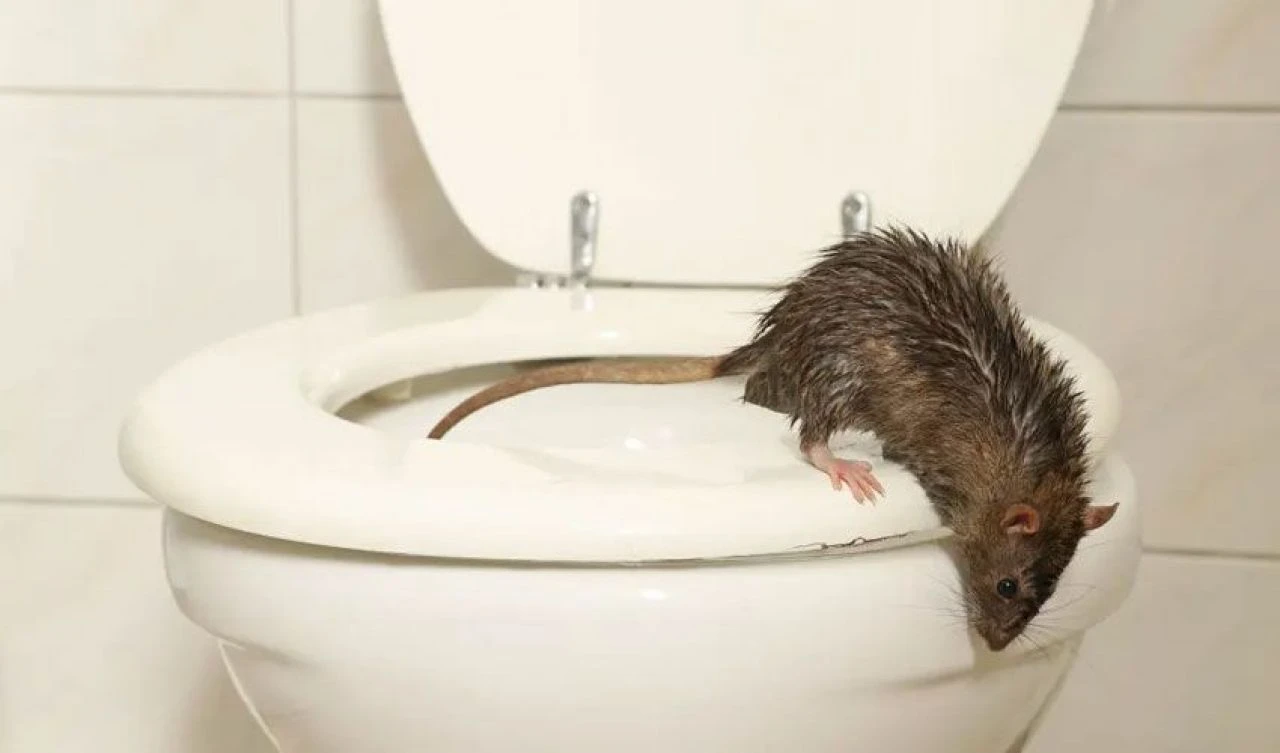 Tuvalet faresi tarafından ısırıldı, başına gelmeyen kalmadı