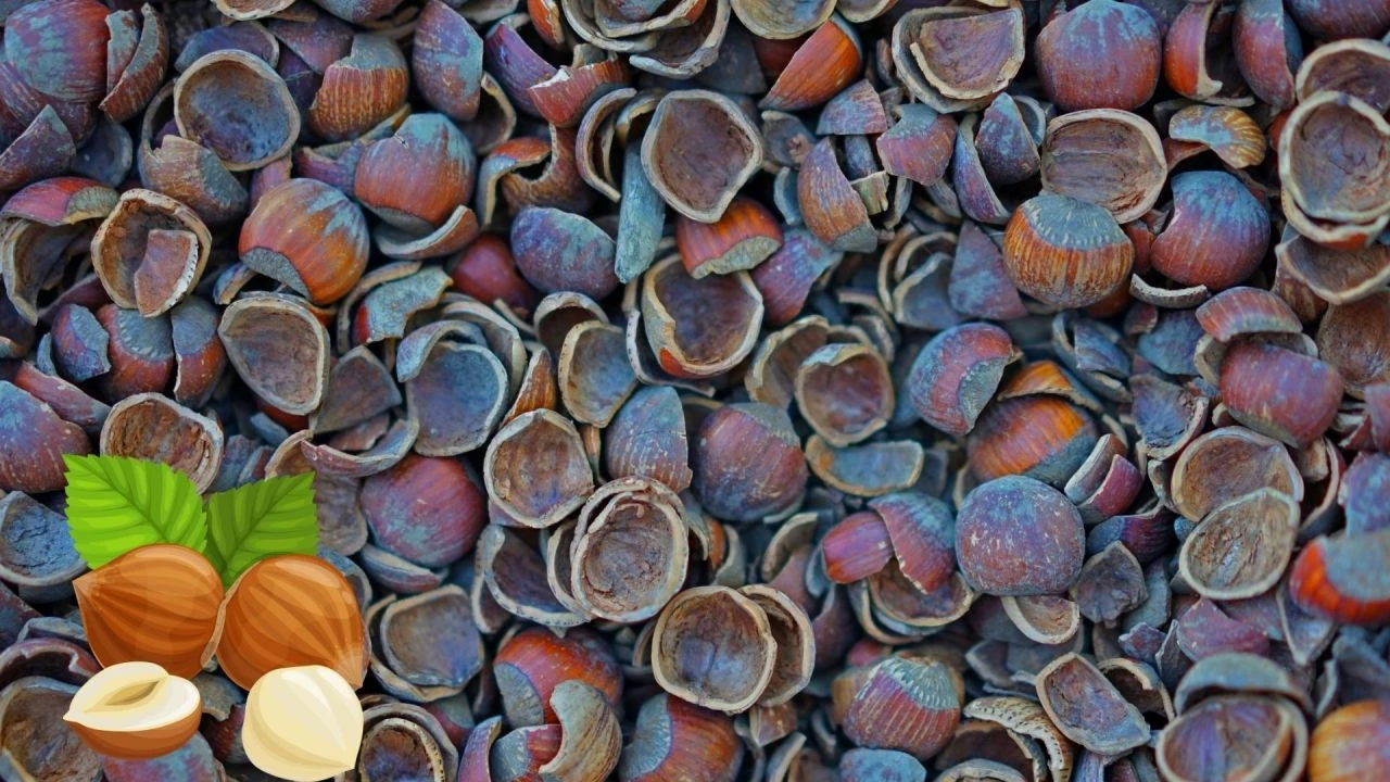 Canan Karatay'dan çöp uyarısı! Demir ilaçlarından daha etkili fındık kabukları