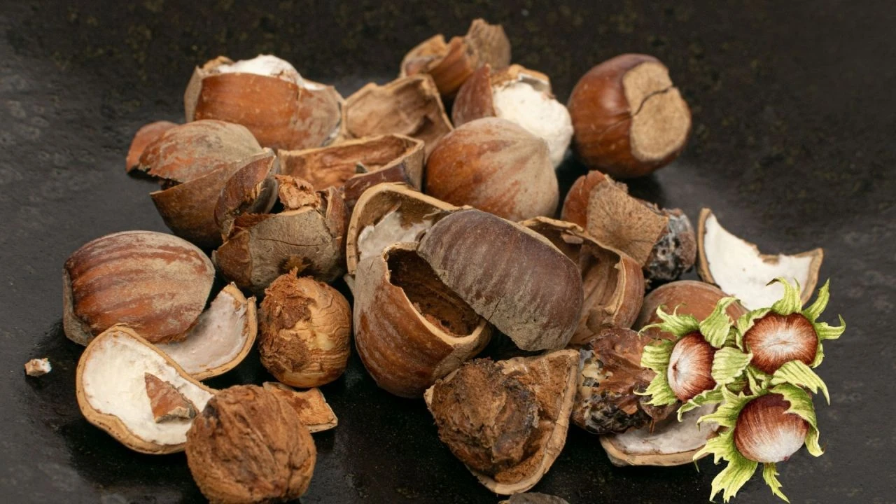 Canan Karatay'dan çöp uyarısı! Demir ilaçlarından daha etkili fındık kabukları