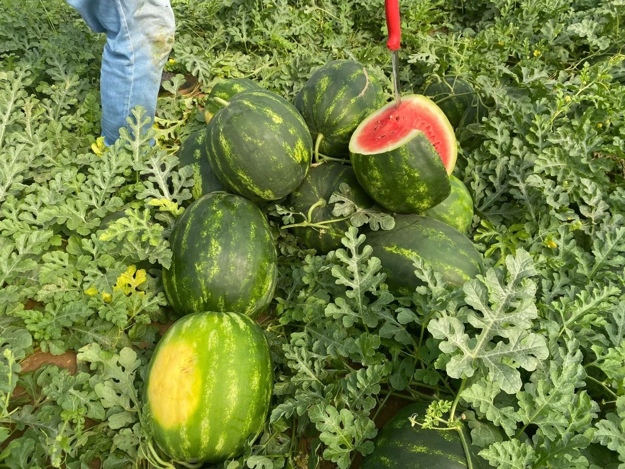 Karpuzda ilk hasat yapıldı! Seradan çıkış fiyatı belli oldu - 2. Resim