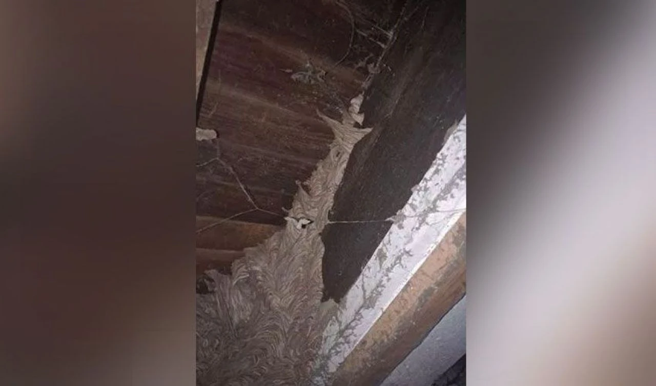 Evin bodrumunda karşılaştı neye uğradığını şaşırdı! Sosyal medyada ise dillere düştü