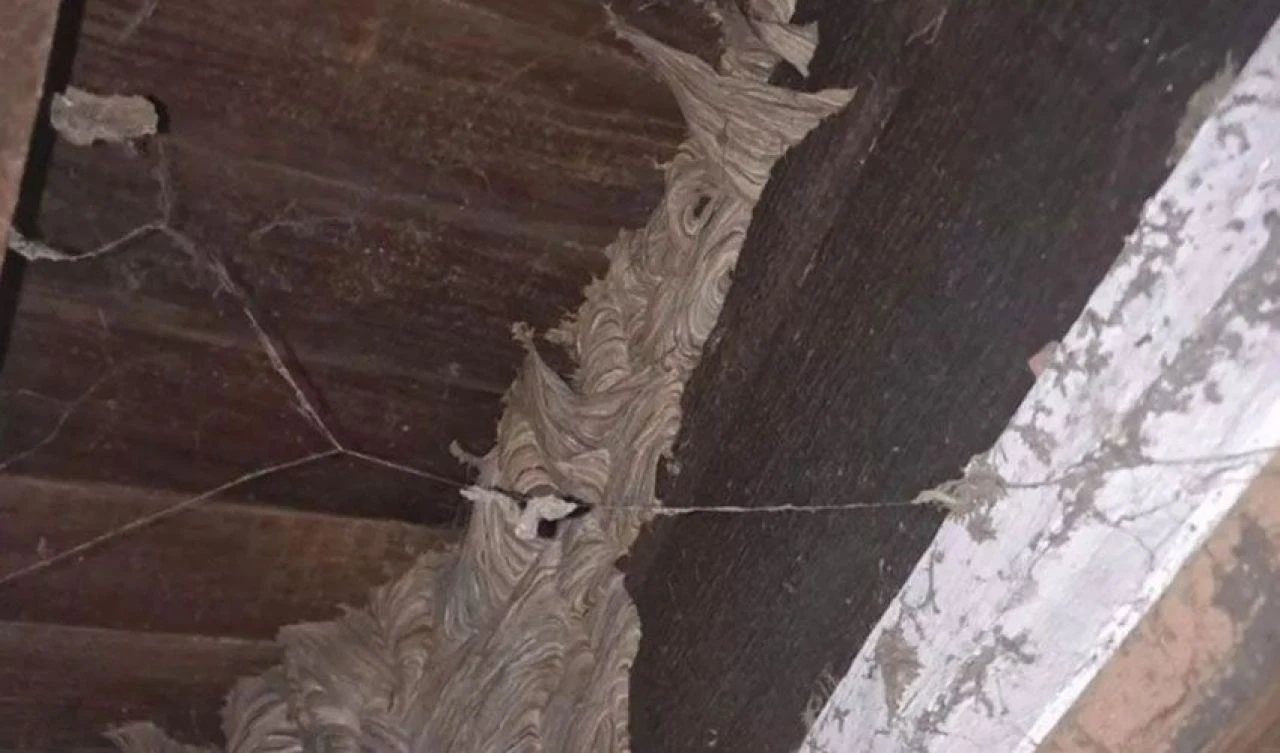 Evin bodrumunda karşılaştı neye uğradığını şaşırdı! Sosyal medyada ise dillere düştü