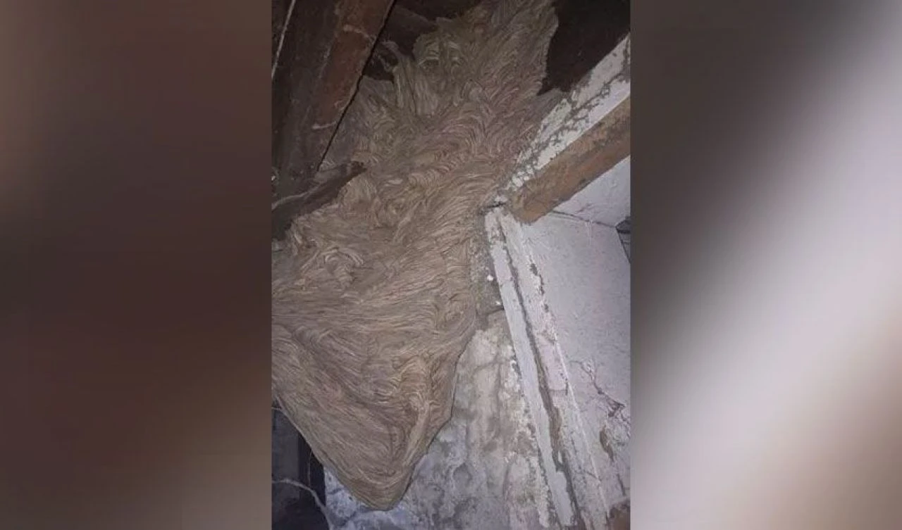 Evin bodrumunda karşılaştı neye uğradığını şaşırdı! Sosyal medyada ise dillere düştü