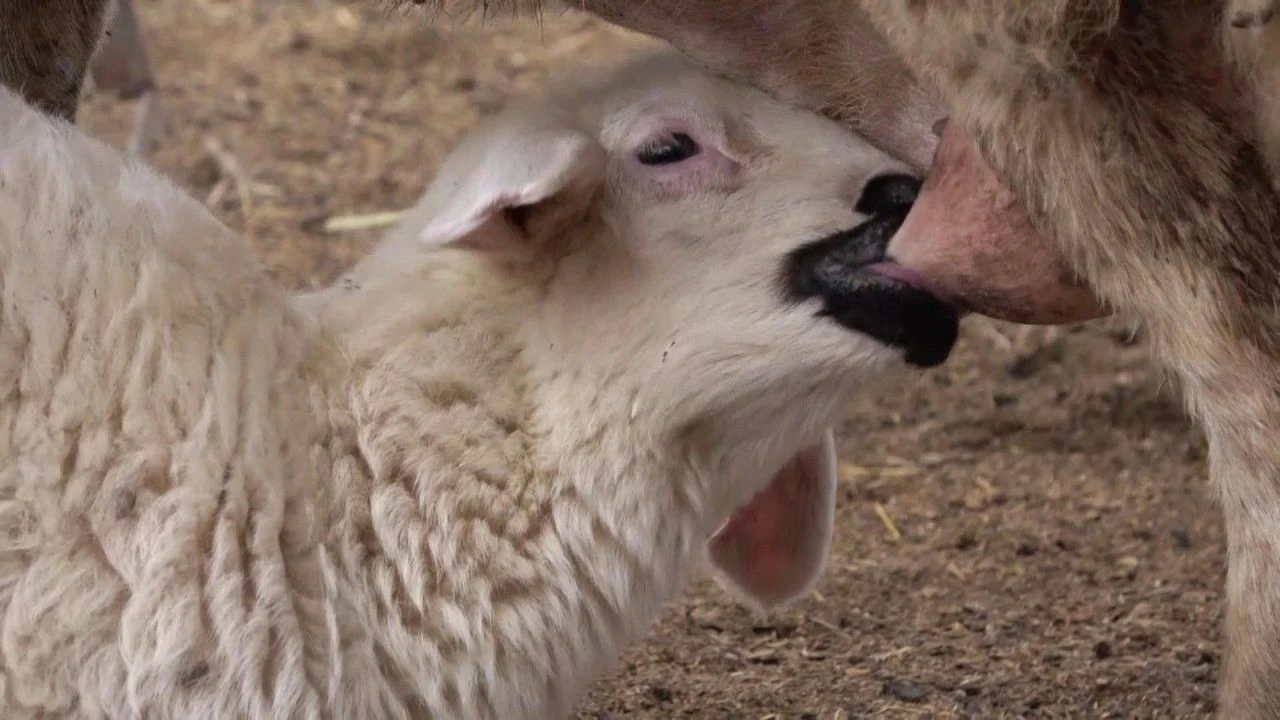 Yürekleri ısıtan görüntü buluşma: Koyunlar kuzularını kavuştu - 1. Resim