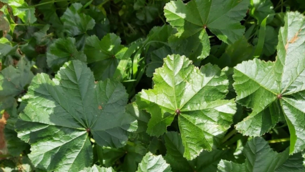 Filistinlileri hayatta tutan bitki! Savaş alanına dönen yollardan topluyorlar - 1. Resim
