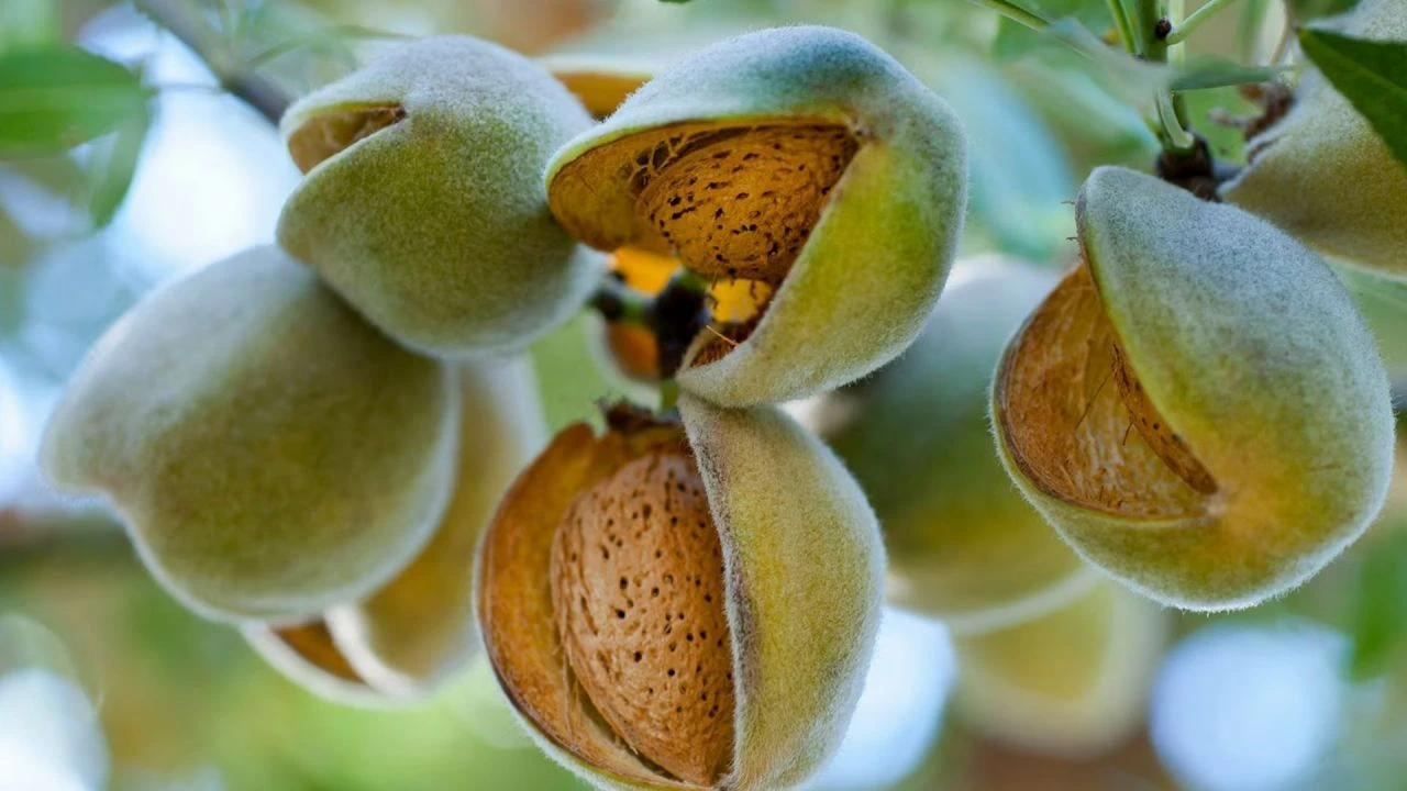 Tezgahların altını çağla meyvesi C vitamini deposu çıktı! Fiyatı cep, şifası virüs yaktı