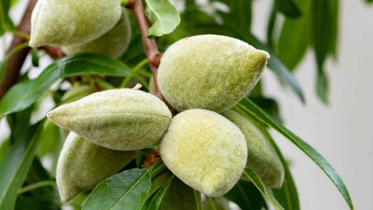 Tezgahların altını çağla meyvesi C vitamini deposu çıktı! Fiyatı cep, şifası virüs yaktı