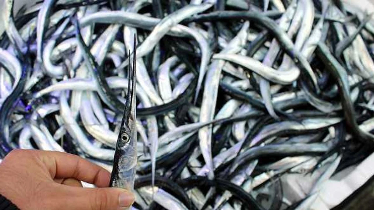 Balık kılçığından ürettiler: Liseli öğrencilerden insan sağlığı için önemli buluş - 3. Resim