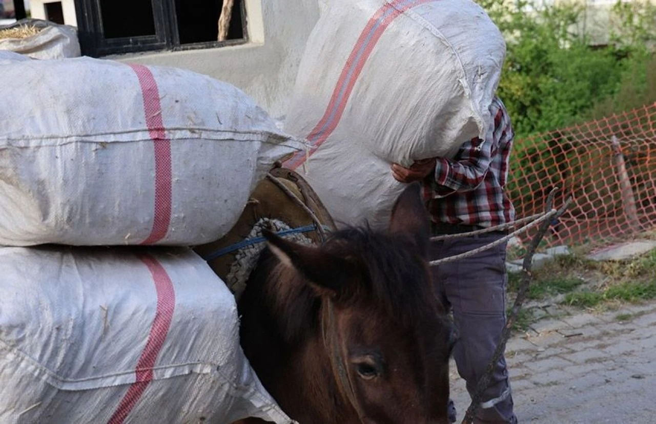 Akaryakıt zamları sonrası at, eşek ve katıra yoğun ilgi