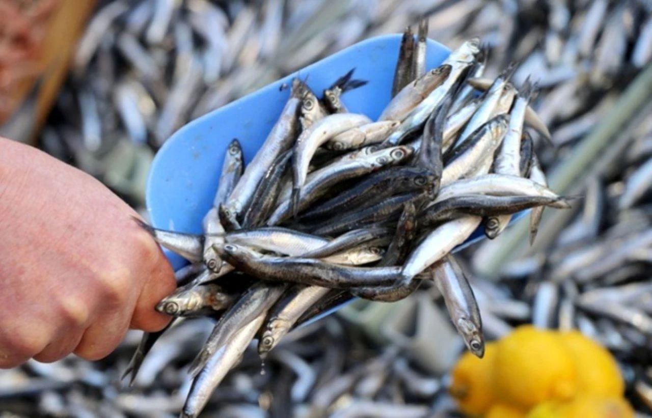 Balıkçılık av sezonu yasağı başlıyor: Bu yıl yeni kurallar konulacak