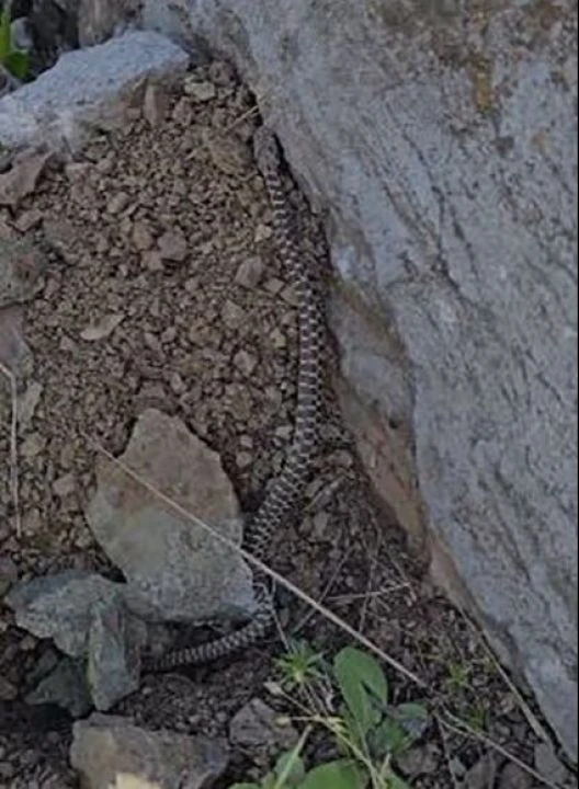 Orta Doğu'nun zehirli yılanı o ilimizde ortaya çıktı! 1 metre uzunluğunda
