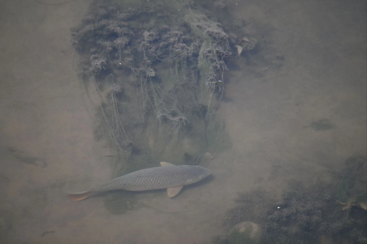Bahar ayında böylesi görülmemişti! Tunca Nehri'nde balıklar zor durumda