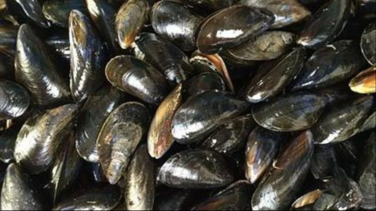 Istakoz yemek caiz değildir - 1. Resim