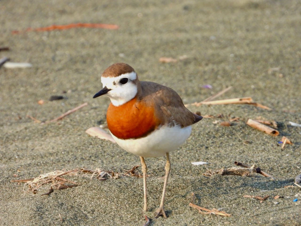 Onu görebilmek çok zor! 'Doğu cılıbıtı' Hatay'da kendini gösterdi - 1. Resim