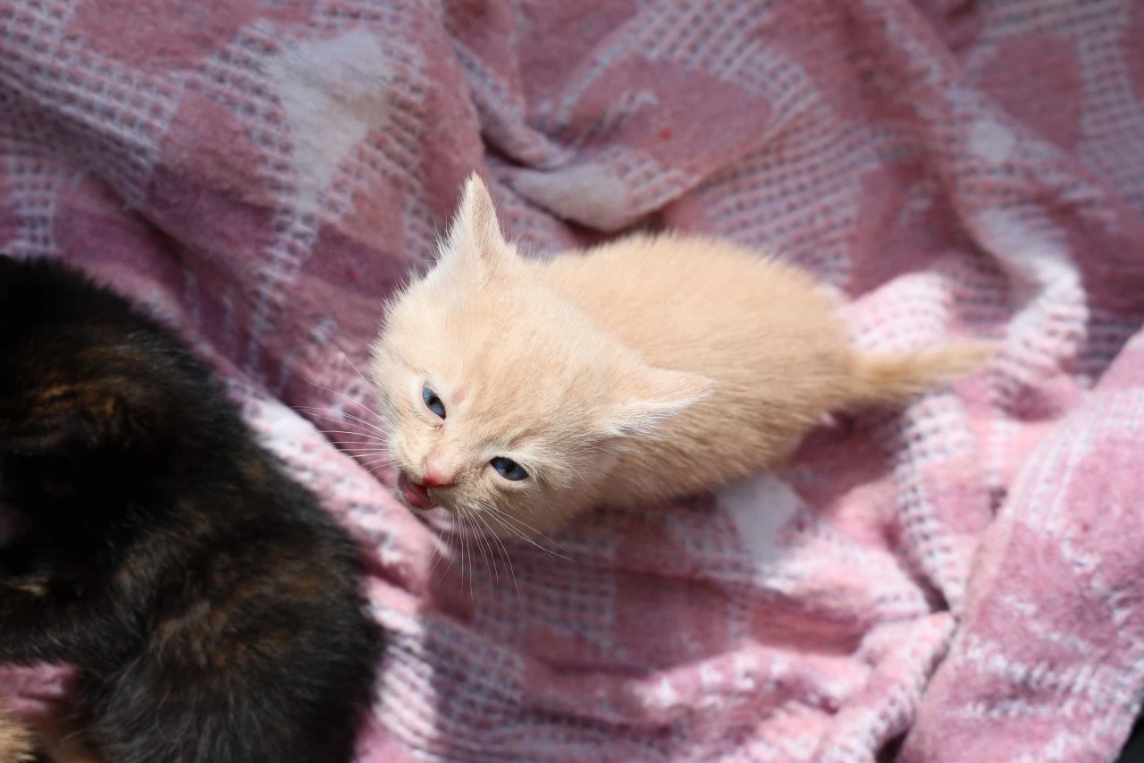 Vicdanları yaralayan olay: 4 yavru kediyi çöpe attı