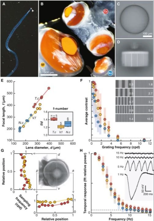 Akdeniz'de keşfedilen canlı, gözleriyle bilim insanlarını bile şaşkına uğrattı - 1. Resim