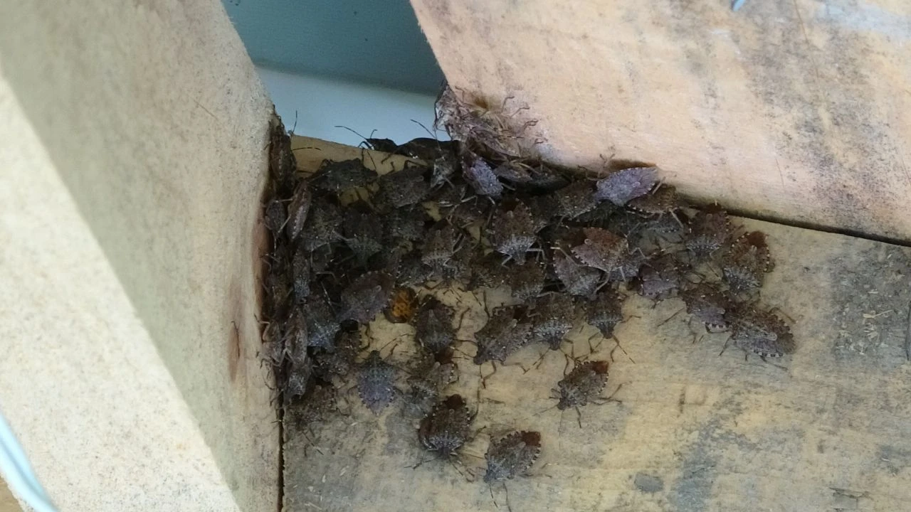 Bir şehir teyakkuzda! 40 bin noktada kimyasal mücadele başlatıldı - 1. Resim