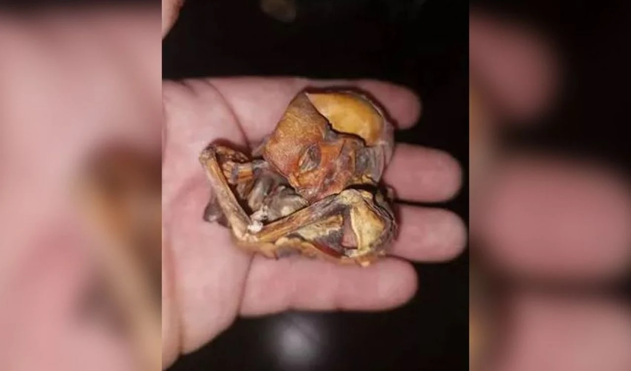 Ona dokunmak cesaret istiyor! Ele alınamayacak kadar korkutucu 'bebek uzaylı' keşfedildi - 3. Resim
