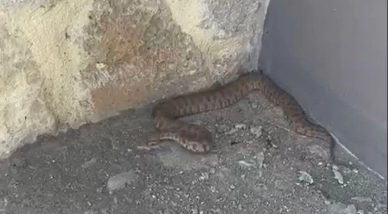 Tek ısırığı bile öldürmeye yetiyor! Dünyanın en tehlikelilerinden... Tunceli'de görüldü - 1. Resim