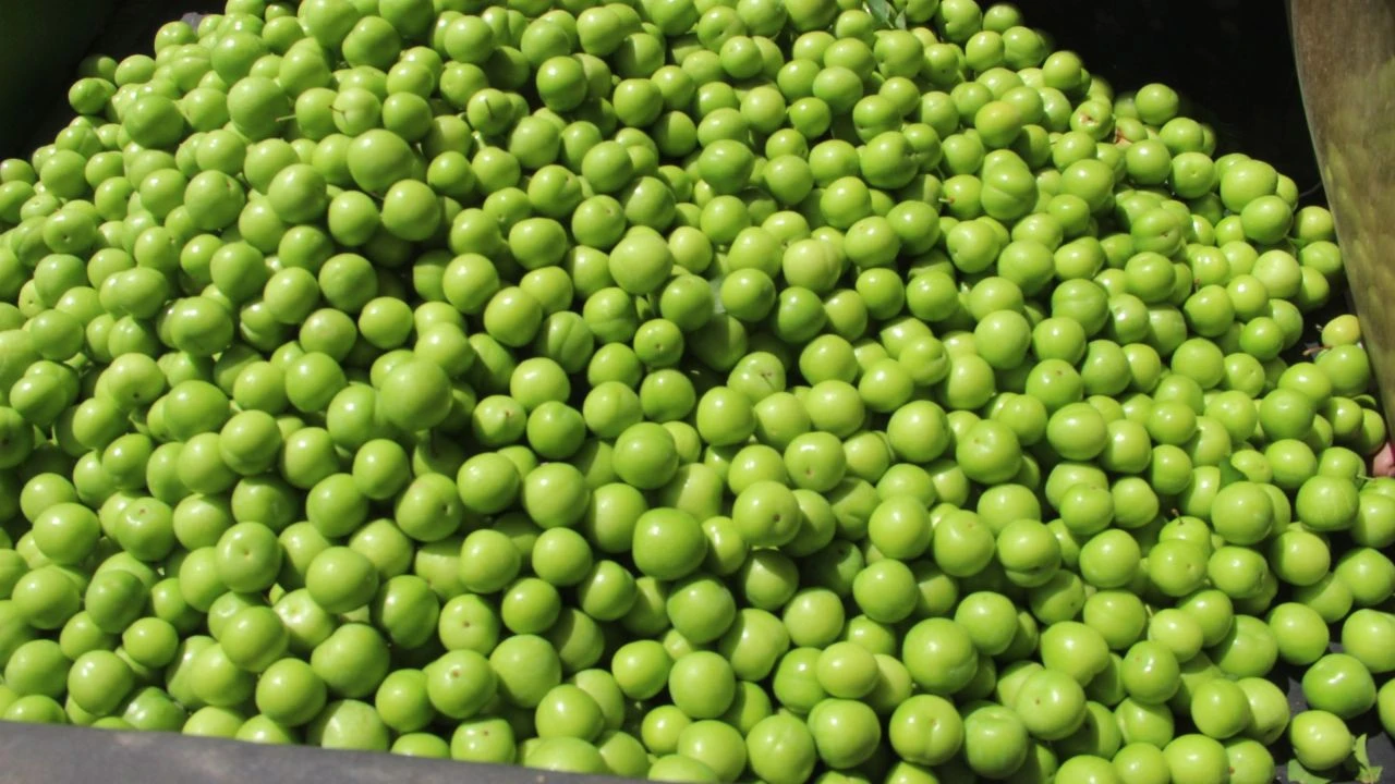 Erik seradan çıktı! Fiyatı 350 lirayı buluyor - 1. Resim