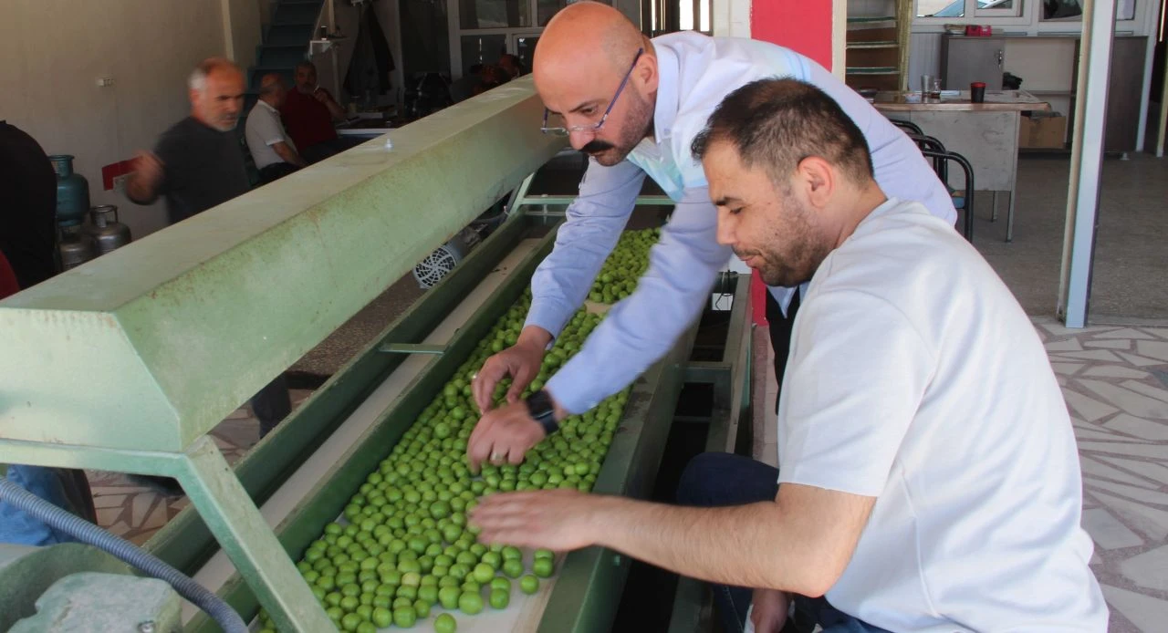 Erik seradan çıktı! Fiyatı 350 lirayı buluyor - 2. Resim