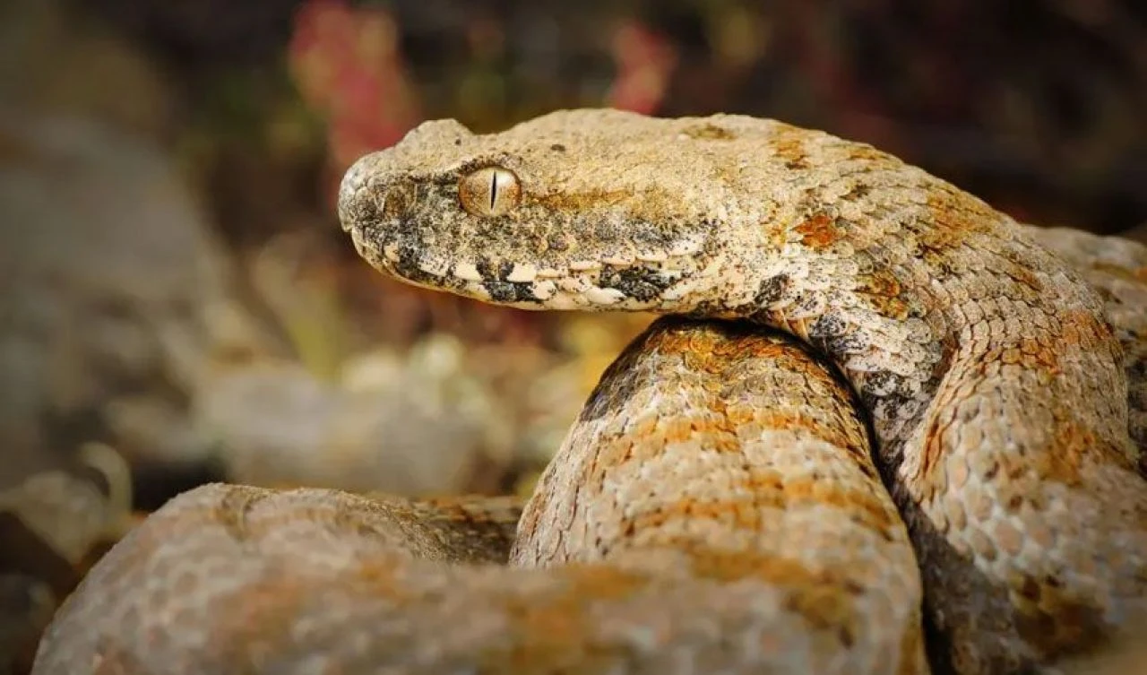 Tek ısırığıyla ölüm kalım savaşı verdi! Ünlü tatil bölgesinde engerek yılanı paniği - 1. Resim