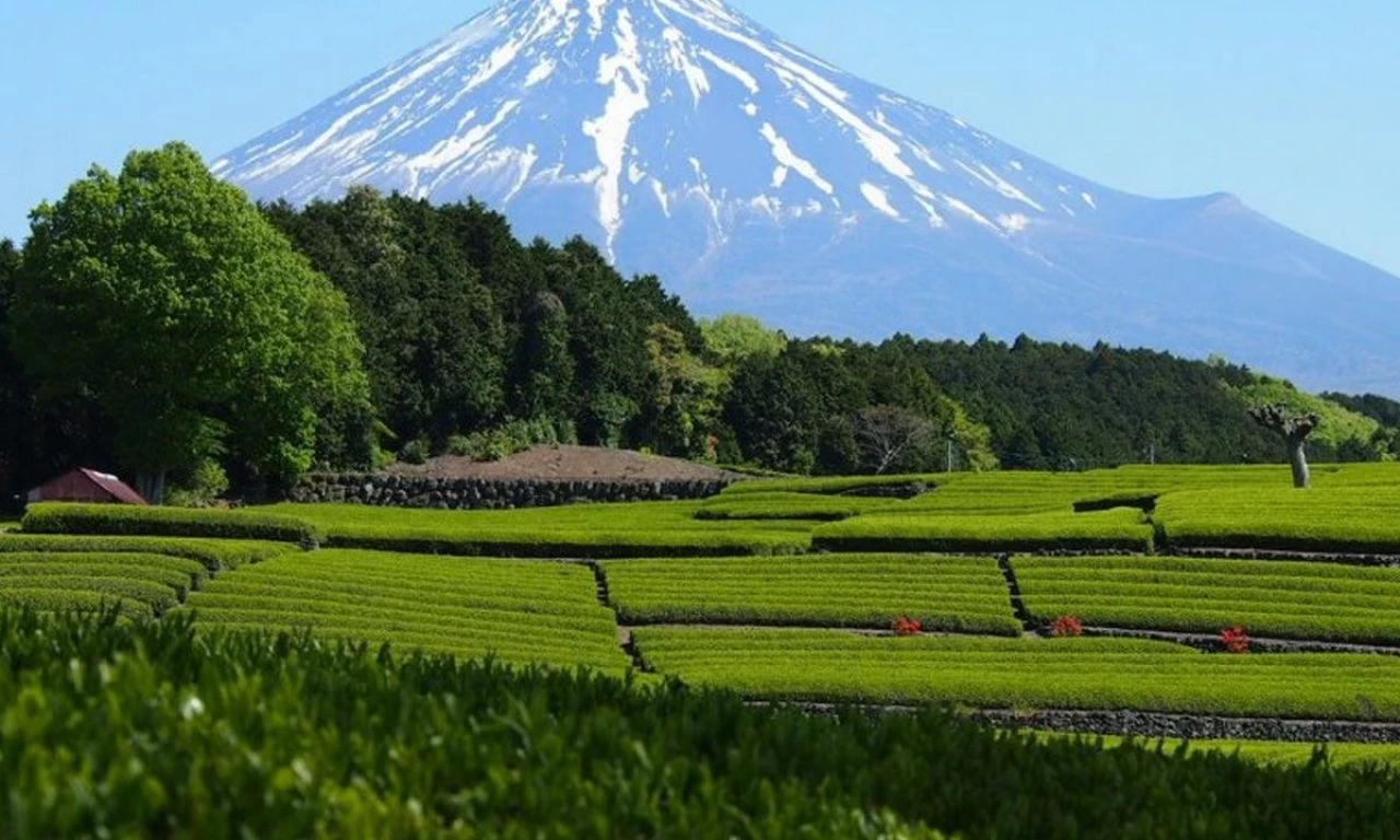 Zengin eden çayın hasadı başladı! Kilosu 234 bin TL - 1. Resim