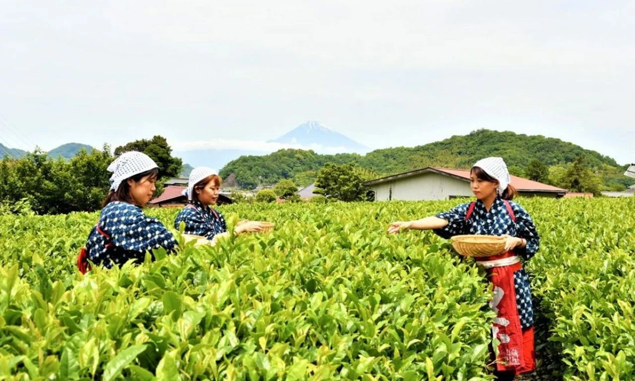 Zengin eden çayın hasadı başladı! Kilosu 234 bin TL - 2. Resim