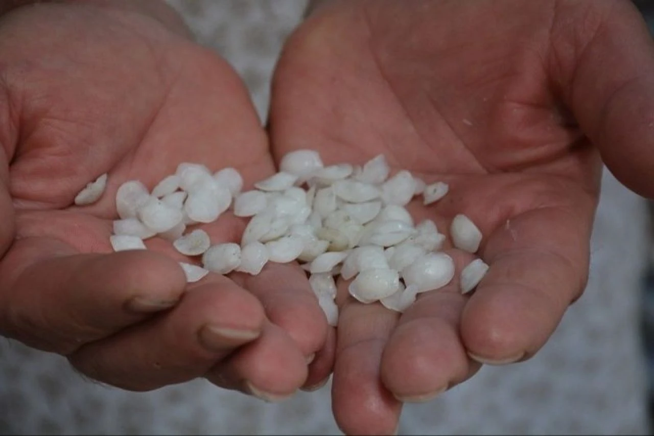 Kilosu 400 lira! Bu balığın kafasındaki taşı yiyenler böbrek taşından kurtuluyor - 1. Resim