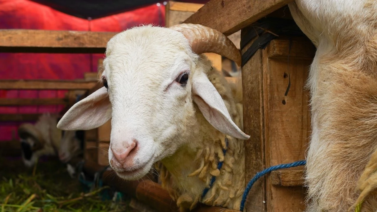 Kurban fiyatları 2024'te büyükbaş ve küçükbaş için ATB ve GTB tarafından belirlendi! Kurban kesmek kimlere farz?