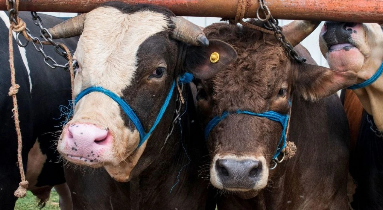 Kurban fiyatları 2024'te büyükbaş ve küçükbaş için ATB ve GTB tarafından belirlendi! Kurban kesmek kimlere farz?