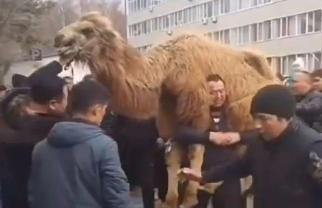 Deveyi sırtlayan Kazak Türkü sosyal medyada ilgi odağı oldu