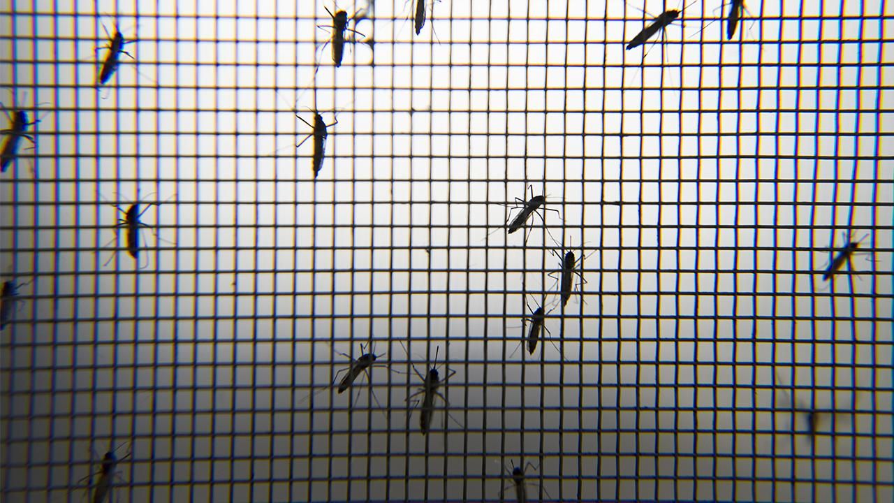 Ege ve Akdeniz&#039;de sivrisinek yoğunluğu azalabilir