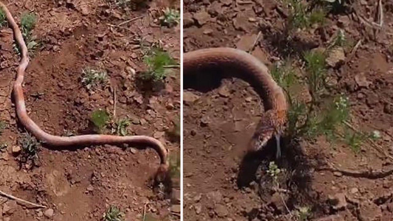 Kazı sırasında 2 metrelik yılan çıktı: Ekipler şaştı kaldı