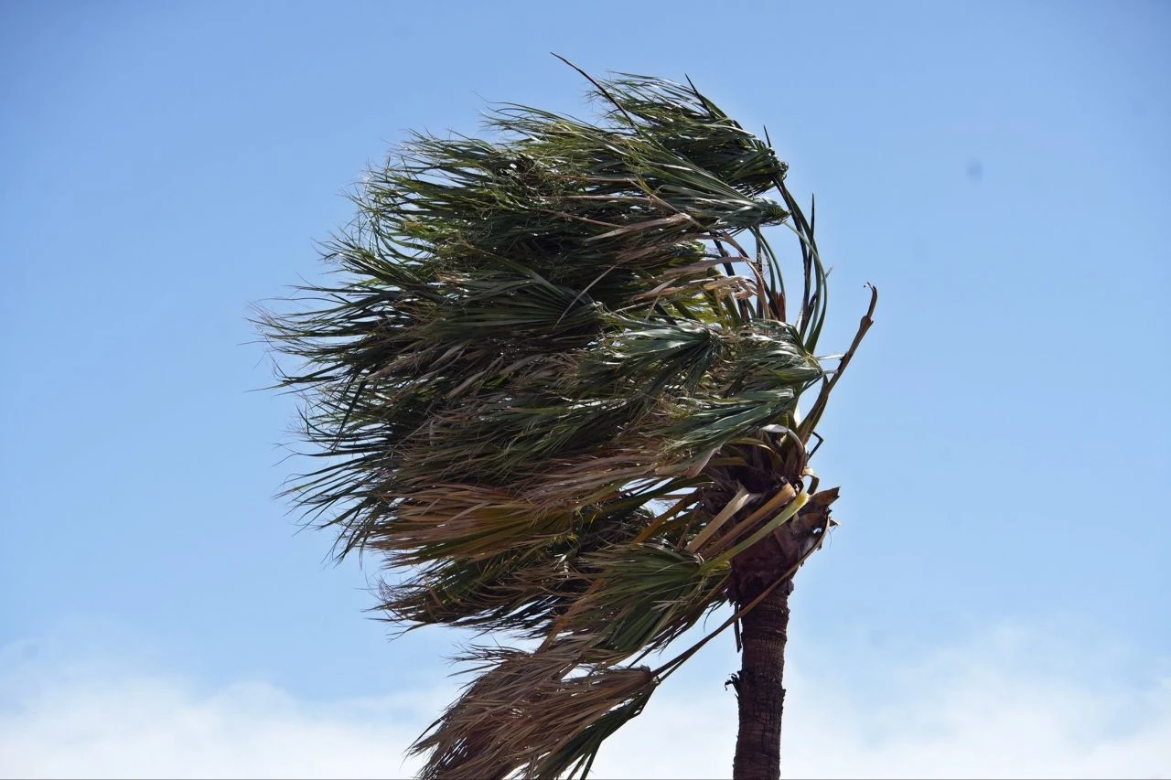 Meteoroloji sarı kodla uyarmıştı! Antalya'da şiddetli fırtına başladı: Ağaçlar devrildi