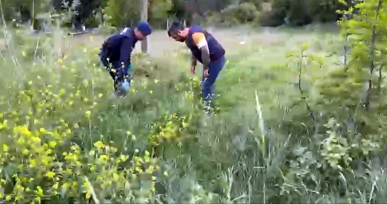 Sokak köpeği, altın dolu çantayı böyle kaçırdı - 1. Resim