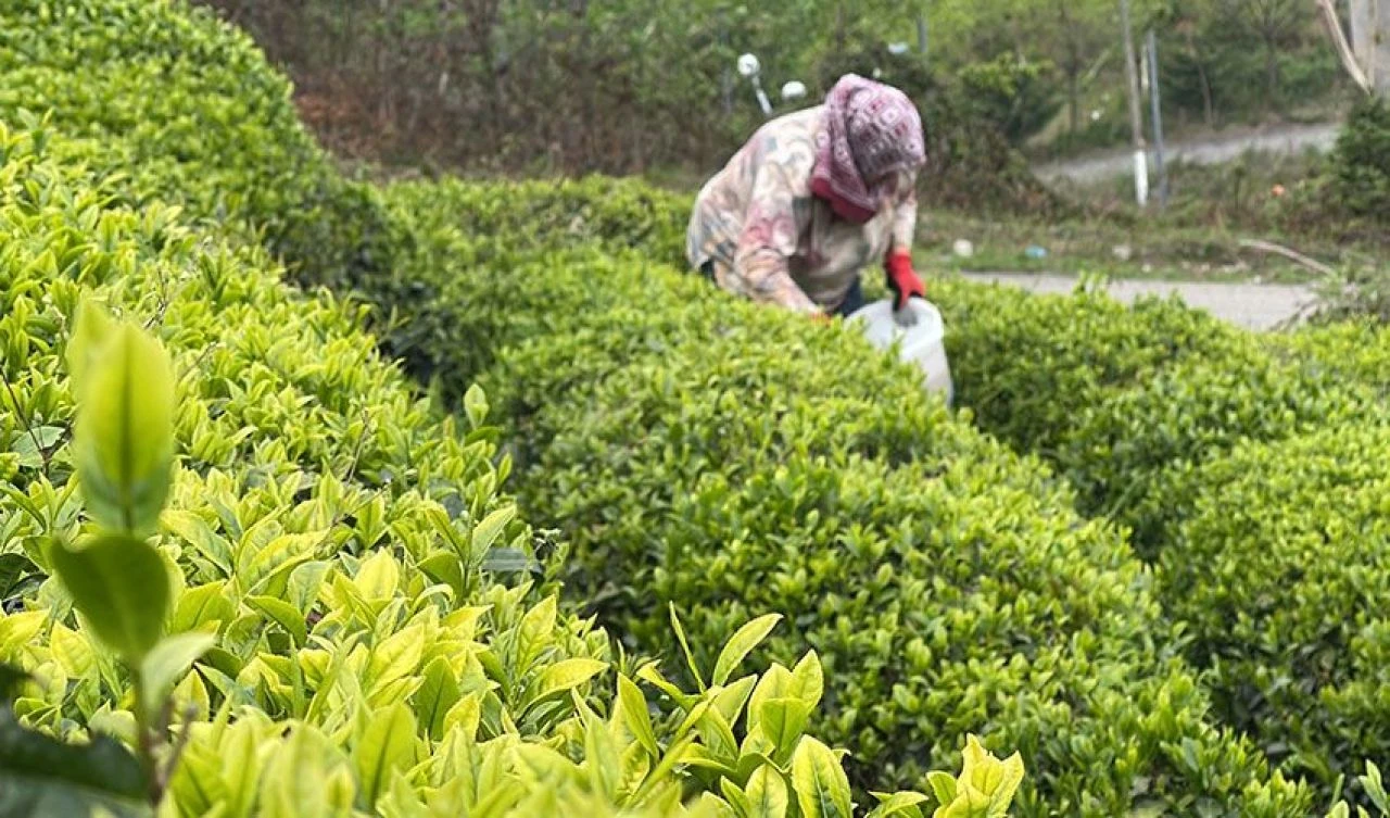 ÇAYKUR'dan Karadenizliye çağrı: Çayınızı kendiniz kesin - 2. Resim