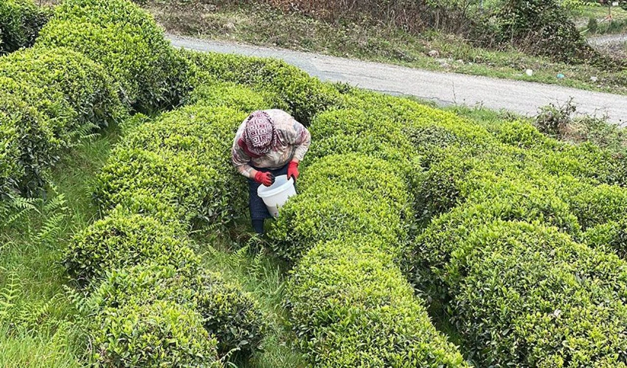 ÇAYKUR'dan Karadenizliye çağrı: Çayınızı kendiniz kesin - 3. Resim