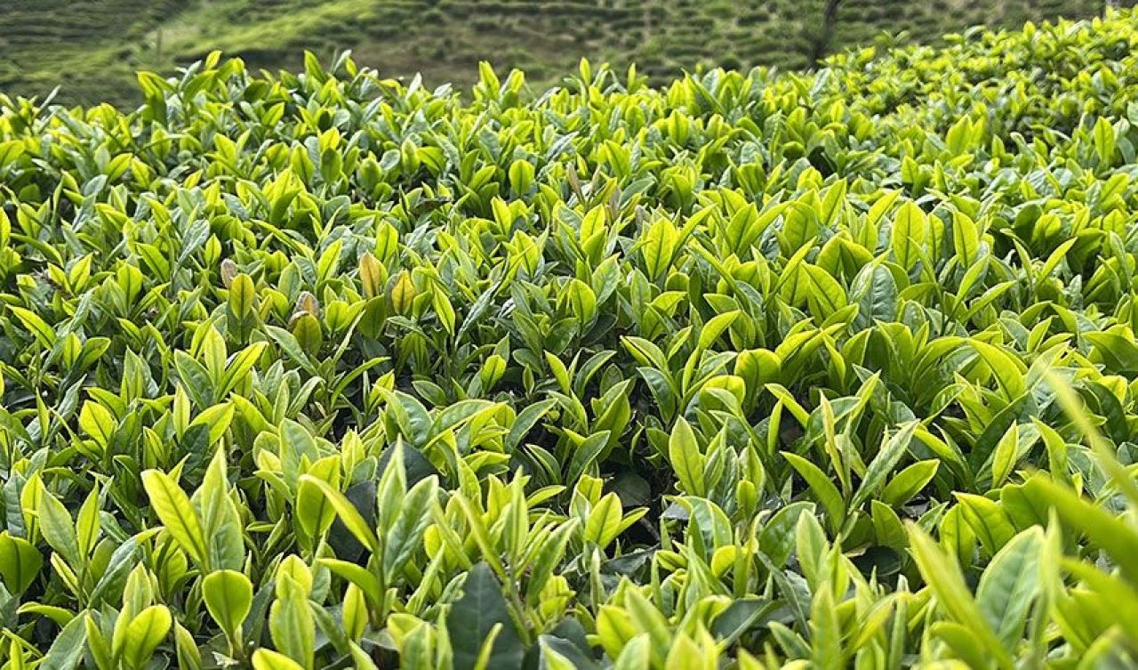 ÇAYKUR'dan Karadenizliye çağrı: Çayınızı kendiniz kesin - 1. Resim