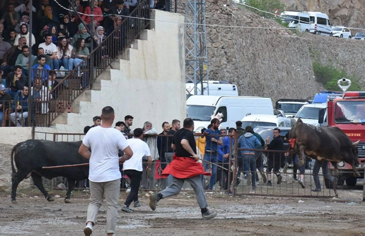 Güçlü boğalar arenada buluştu! 90 bin lira ödülü alan boğa sahipleri belli oldu - 2. Resim