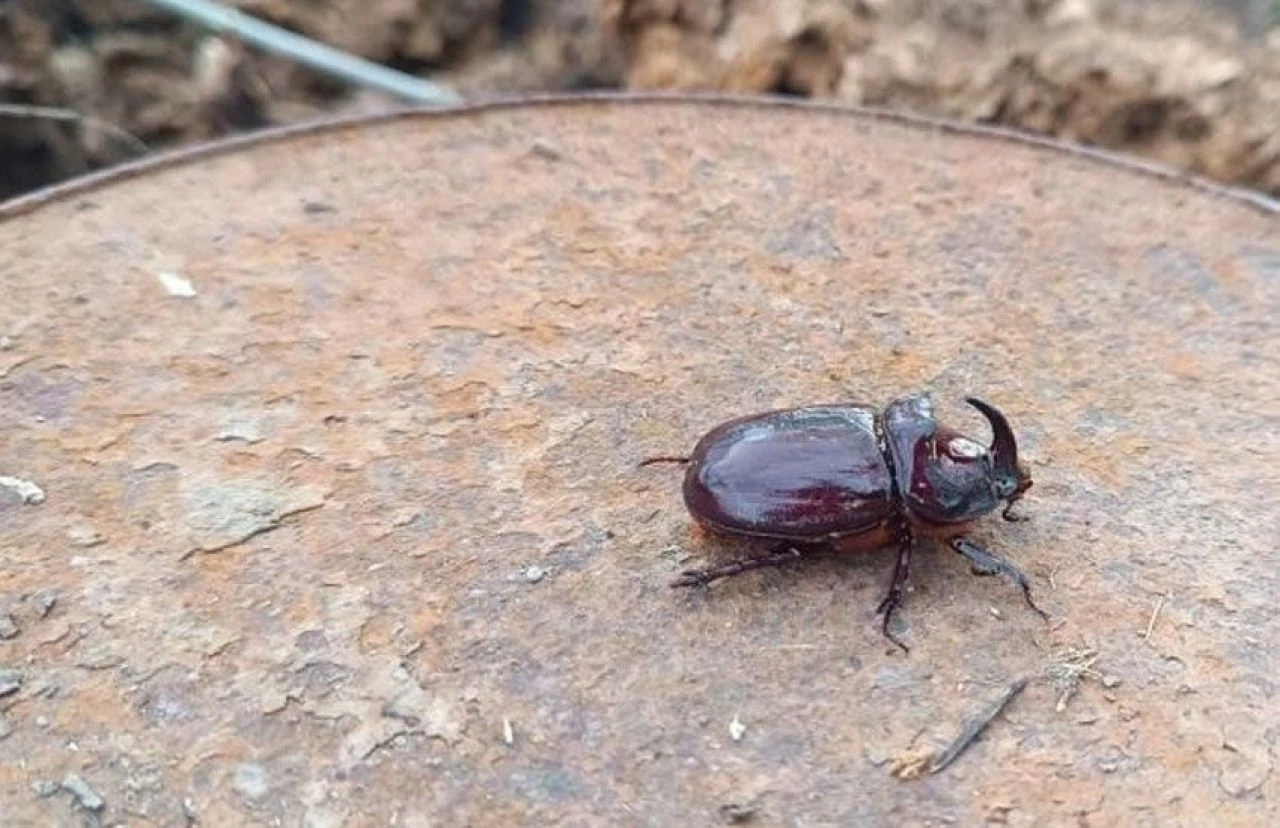 Hakkari'de dünyanın en güçlü böceği keşfedildi! - 1. Resim