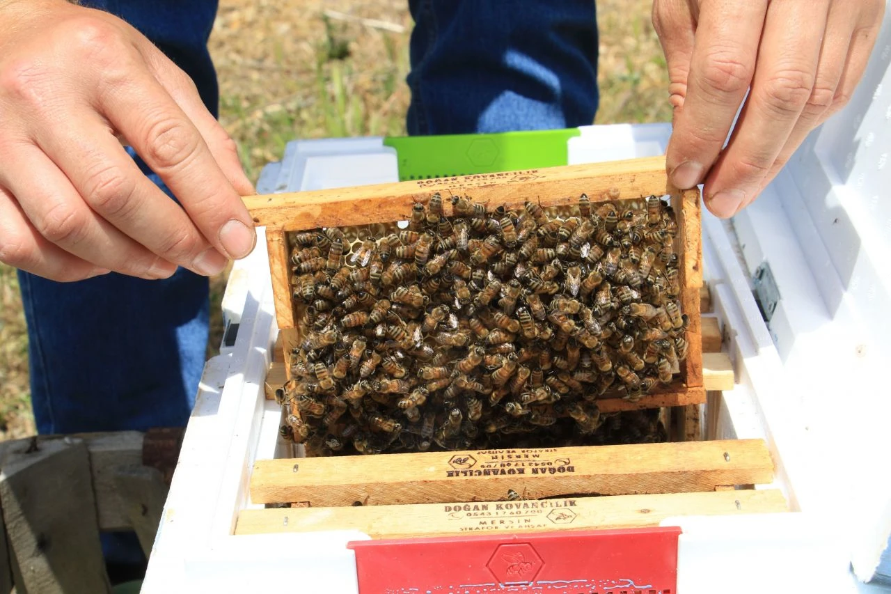 Bankada yöneticiydi, bir sabah aniden istifa etti! Hobisine yöneldi, paraya para demiyor