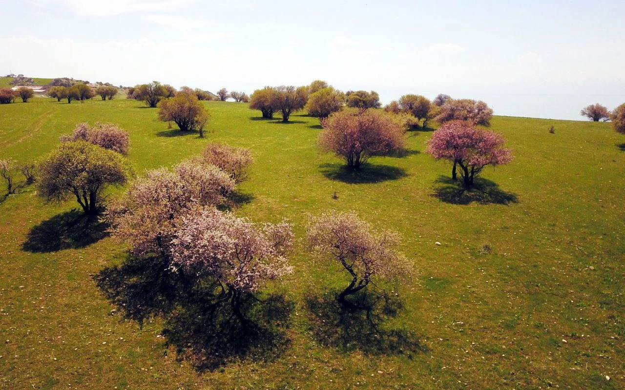 Görenler hayran kaldı! Çarpanak Adası’nın göz kamaştıran güzelliği