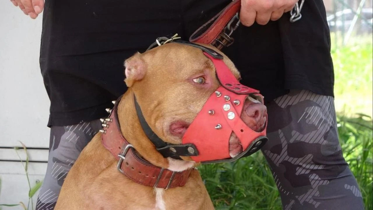 Milli boksör bekçiyi böyle dövdü: Sopayla kafasına vurdu - 1. Resim