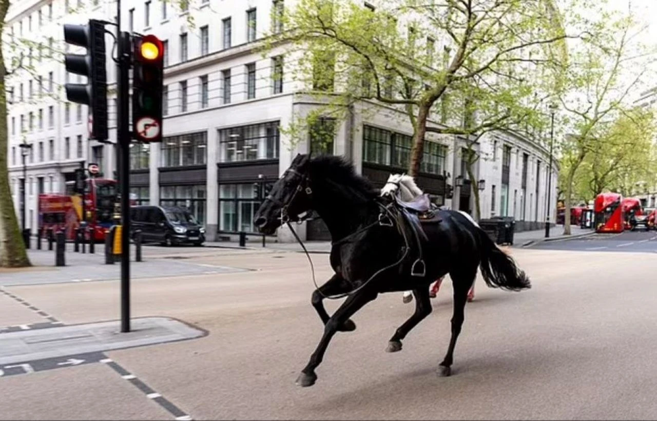 Atlar yeniden firarda! Şehri birbirine kattılar, o anlar kameraya böyle yansıdı