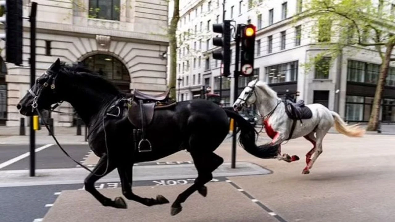 Atlar yeniden firarda! Şehri birbirine kattılar, o anlar kameraya böyle yansıdı