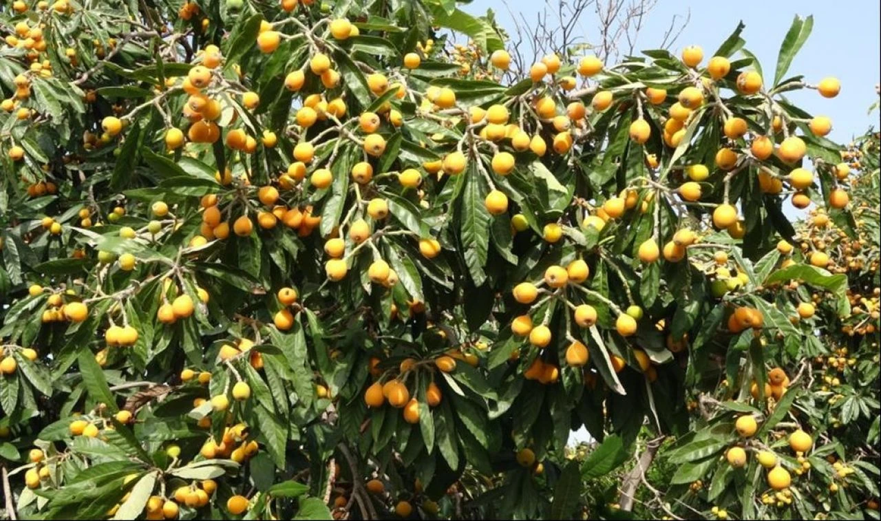 Masrafı az, kazancı çok! 'Sarı altın' hasadı başladı: Dövizle kazandırıyor - 1. Resim