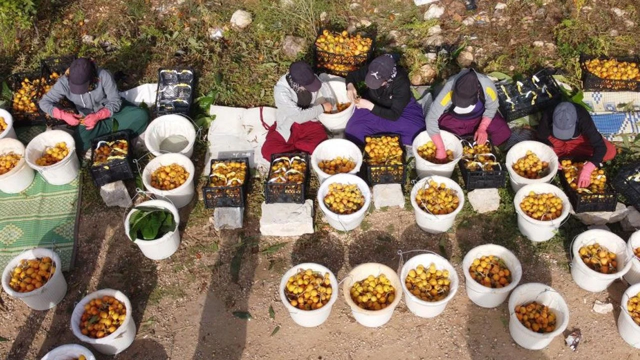 Masrafı az, kazancı çok! 'Sarı altın' hasadı başladı: Dövizle kazandırıyor - 5. Resim