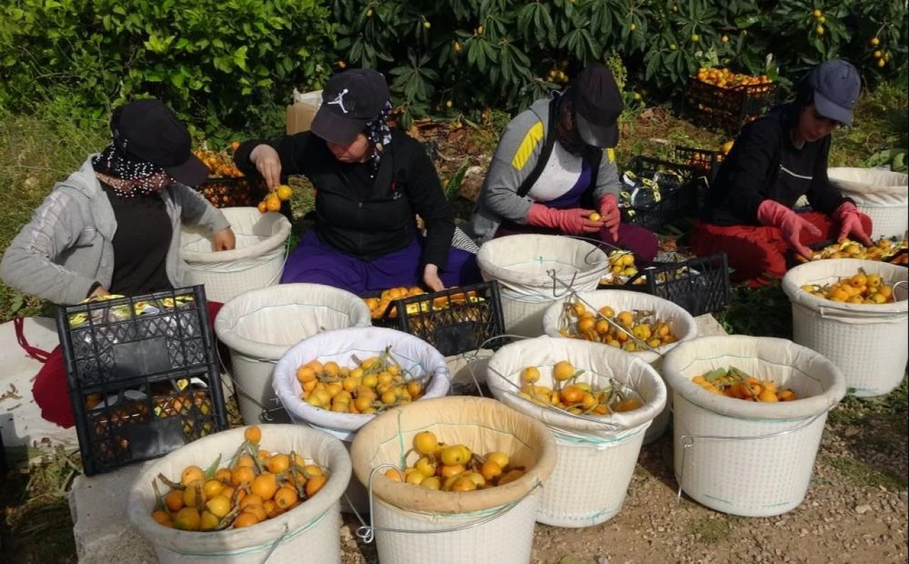 Masrafı az, kazancı çok! 'Sarı altın' hasadı başladı: Dövizle kazandırıyor - 2. Resim